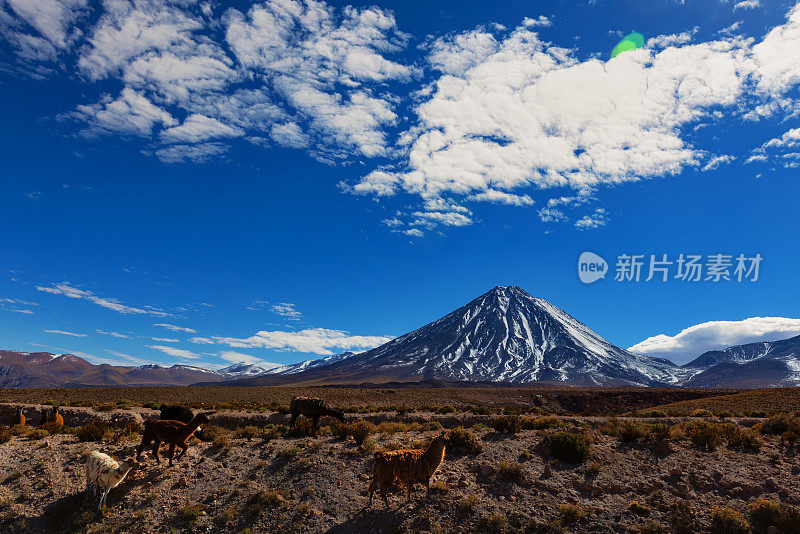 骆驼放牧-阿塔卡马地区-安第斯山脉-景观-高山- Láscar火山